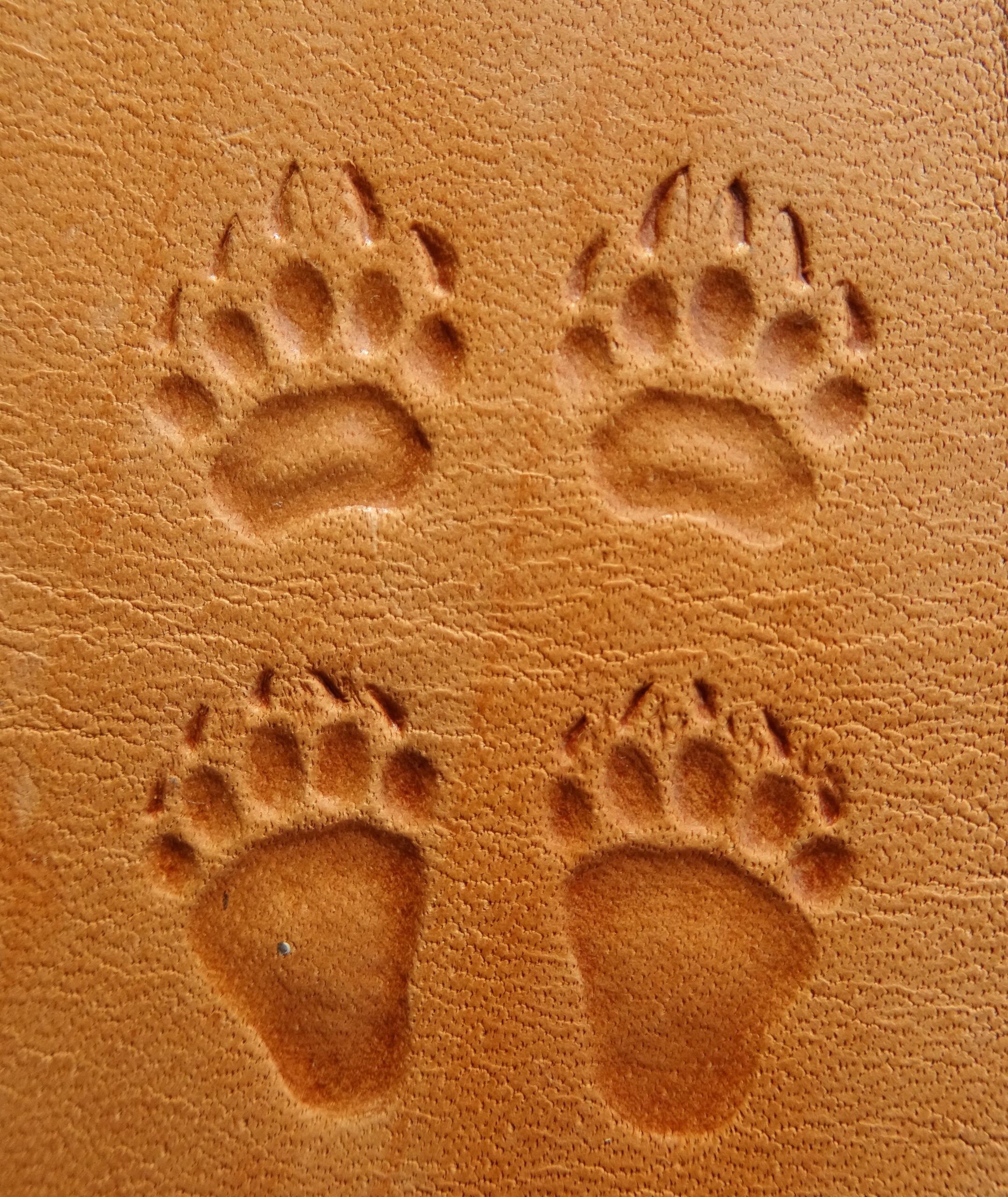 017-18 Complete Bear grizzly FRONT and REAR 4 paws Handmade Leather stamps - Image 3